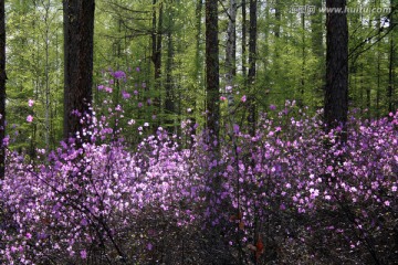 森林里的杜鹃花
