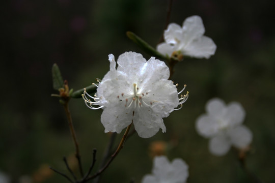 白杜鹃 花卉
