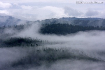 晨雾飘散森林风光