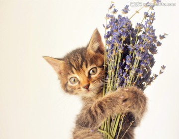 猫咪抱着薰衣草