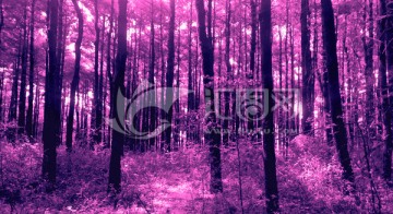 （创意摄影）紫色森林