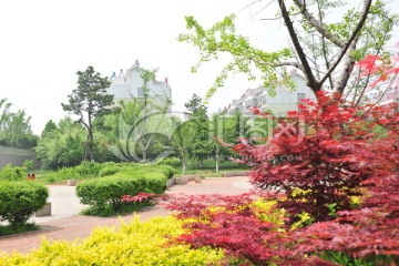 公园风景  红叶