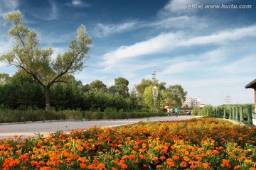 公園 鮮花