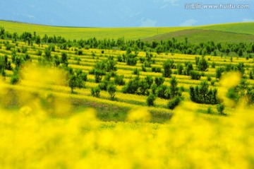 希望的油菜花田