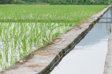 水渠稻田