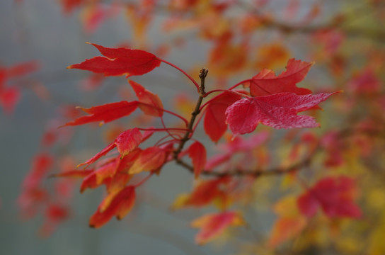 红枫秋露