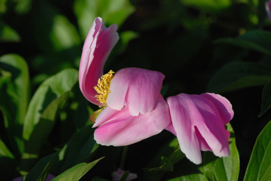 芍药花