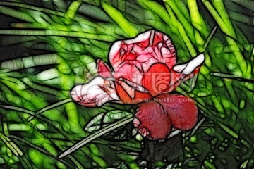 月季花抽象畫