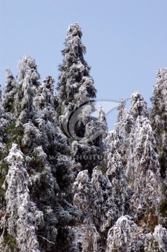 森林雪景