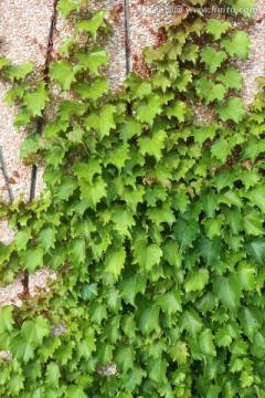 爬山虎 爬墙虎