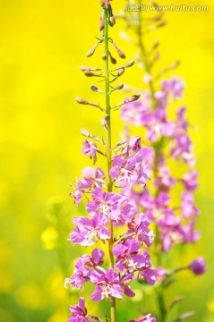 紫花野花