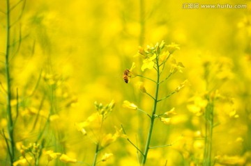 油菜花小蜜蜂