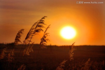 沙漠日落 芦苇