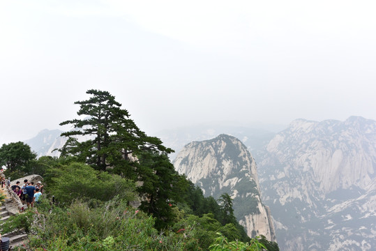 西岳华山 华山迎客松