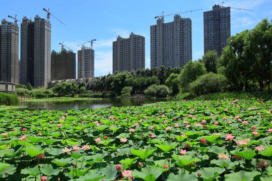 荷花池