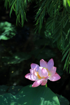 荷花特写