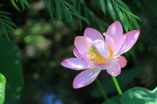 荷花特写