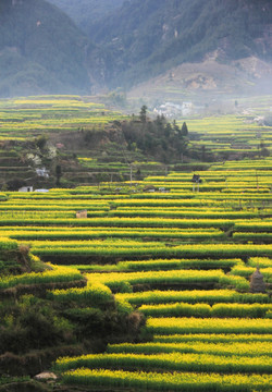 山坡上的油菜花