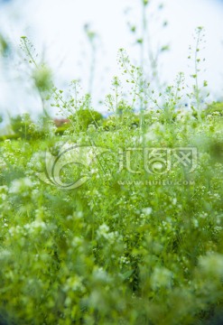 小白花 野花