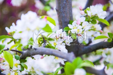 白花 苹果花