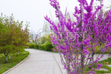 紫荆 公园风景
