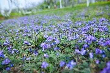 紫色小花