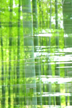 绿色竹海 抽象翠竹