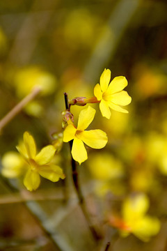 迎春花