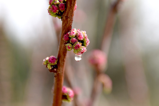 花苞