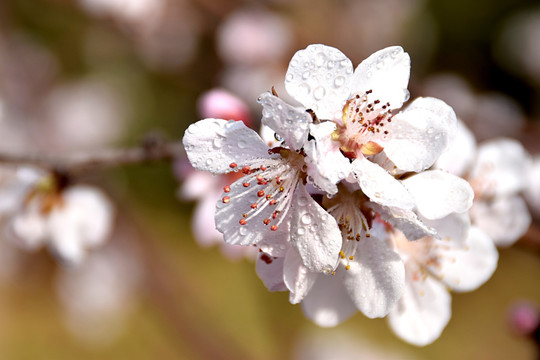 桃花