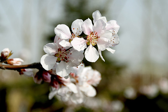 桃花