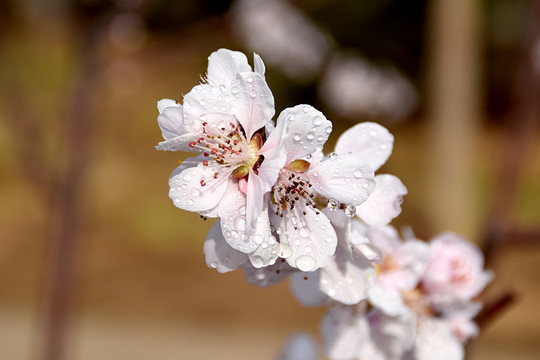 桃花