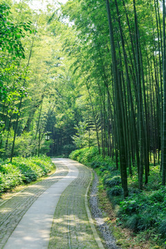 林中小路