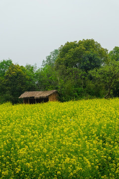 油菜花 西溪