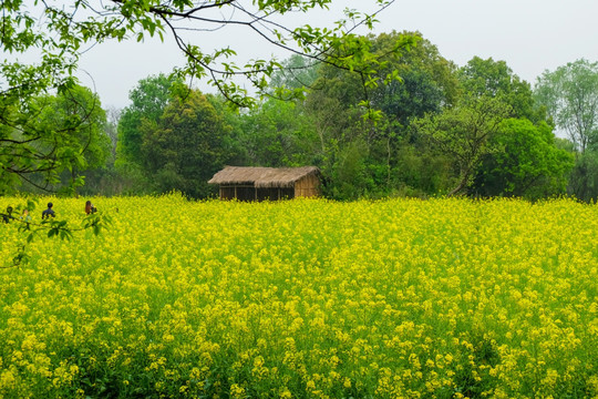 油菜花