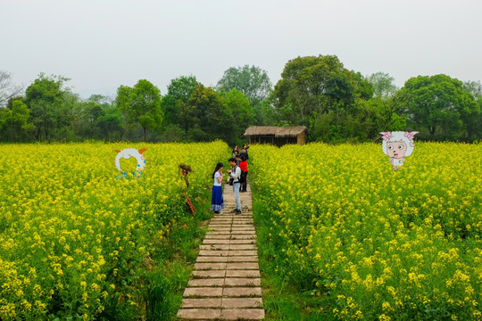 油菜花