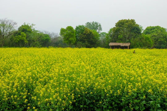 油菜花