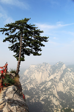 西岳华山 迎客松