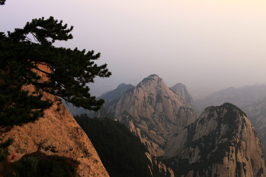 西岳华山 松树