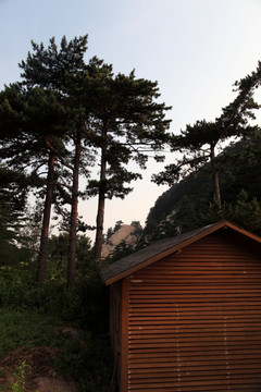 西岳华山 迎客松