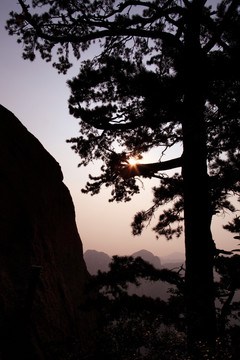 华山松 高山丘壑