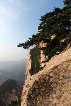 西岳华山 迎客松