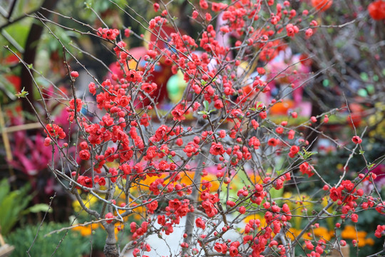 桃花