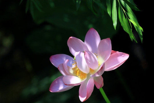 荷花特写