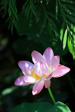 荷花特写