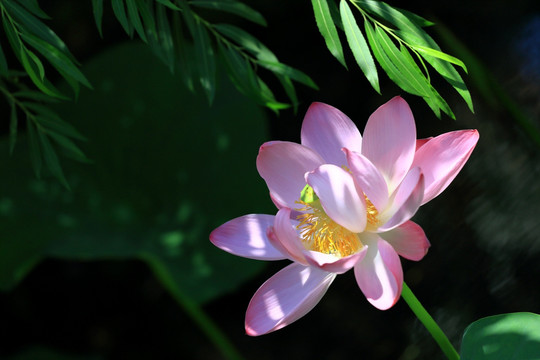 荷花特写