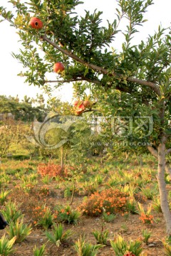 红石榴 石榴树