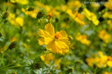 金鸡菊