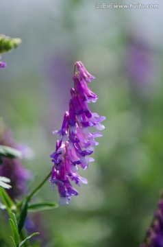 野豌豆花