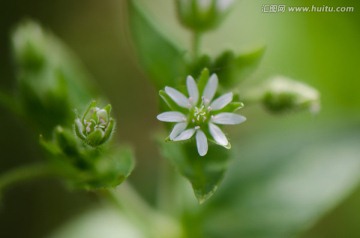 繁缕